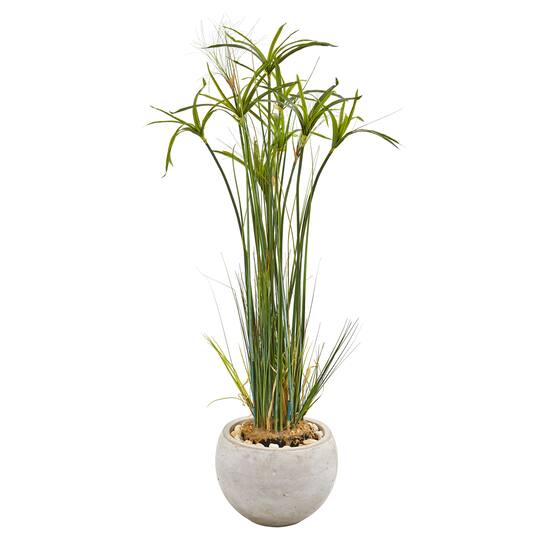 3 5ft Papyrus Plant In Sand Colored Planter Michaels 3 5ft Papyrus Plant In Sand Colored Planter Michaels